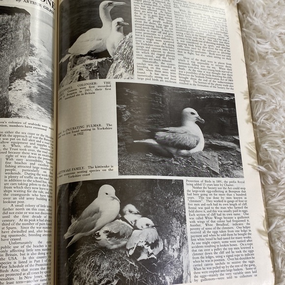 COUNTRY LIFE MAGAZINE October 23, 1980 - Picture 5 of 13